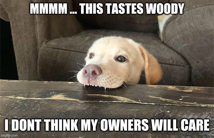 This is awesome no parents | MMMM ... THIS TASTES WOODY; I DONT THINK MY OWNERS WILL CARE | image tagged in memes | made w/ Imgflip meme maker