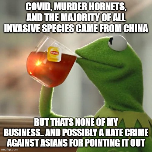 But That's None Of My Business | COVID, MURDER HORNETS, AND THE MAJORITY OF ALL INVASIVE SPECIES CAME FROM CHINA; BUT THATS NONE OF MY BUSINESS.. AND POSSIBLY A HATE CRIME AGAINST ASIANS FOR POINTING IT OUT | image tagged in memes,but that's none of my business,kermit the frog | made w/ Imgflip meme maker