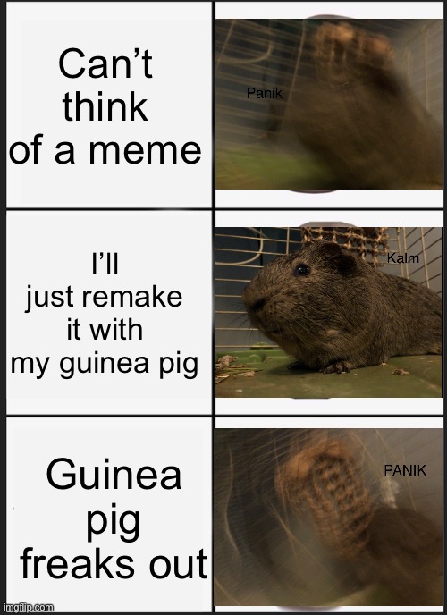 Guinea pog | Can’t think of a meme; I’ll just remake it with my guinea pig; Guinea pig freaks out | image tagged in memes,panik kalm panik | made w/ Imgflip meme maker