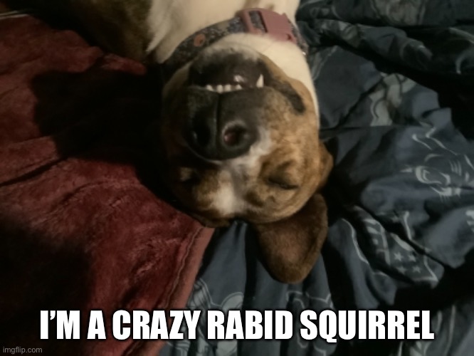You will only understand over the hedge people | I’M A CRAZY RABID SQUIRREL | image tagged in squirrel,crazy dog,movies | made w/ Imgflip meme maker