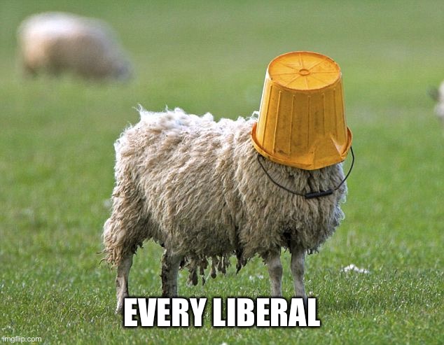 stupid sheep | EVERY LIBERAL | image tagged in stupid sheep | made w/ Imgflip meme maker