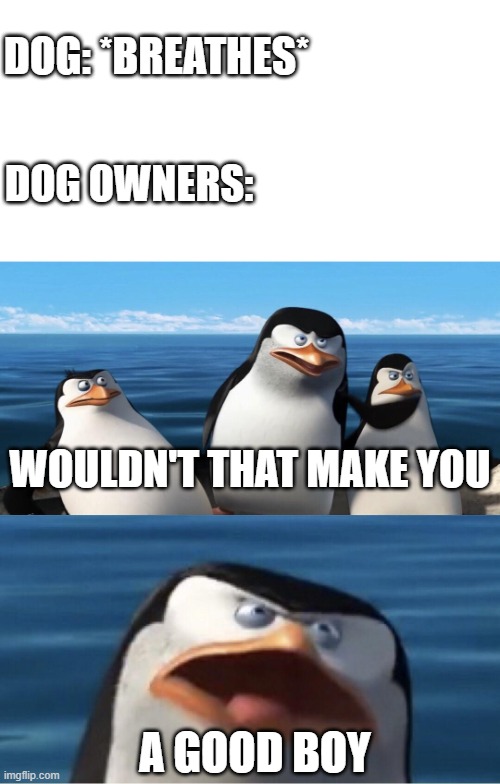 Wouldn't that make you | DOG: *BREATHES*; DOG OWNERS:; WOULDN'T THAT MAKE YOU; A GOOD BOY | image tagged in wouldn't that make you,good boy,dogs,memes,dog owner | made w/ Imgflip meme maker