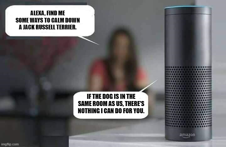 Alexa vs. Jack Russell Terriers | ALEXA, FIND ME SOME WAYS TO CALM DOWN A JACK RUSSELL TERRIER. IF THE DOG IS IN THE SAME ROOM AS US, THERE'S NOTHING I CAN DO FOR YOU. | image tagged in alexa do x,memes,jack russell terrier,they're too smart | made w/ Imgflip meme maker