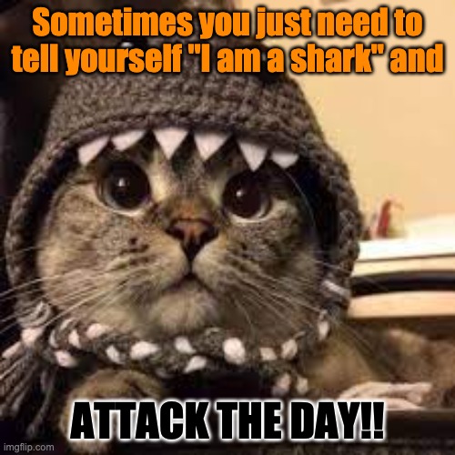 Hope is still with you, even when it seems like there isn't | Sometimes you just need to tell yourself "I am a shark" and; ATTACK THE DAY!! | image tagged in cat,shark,hope | made w/ Imgflip meme maker