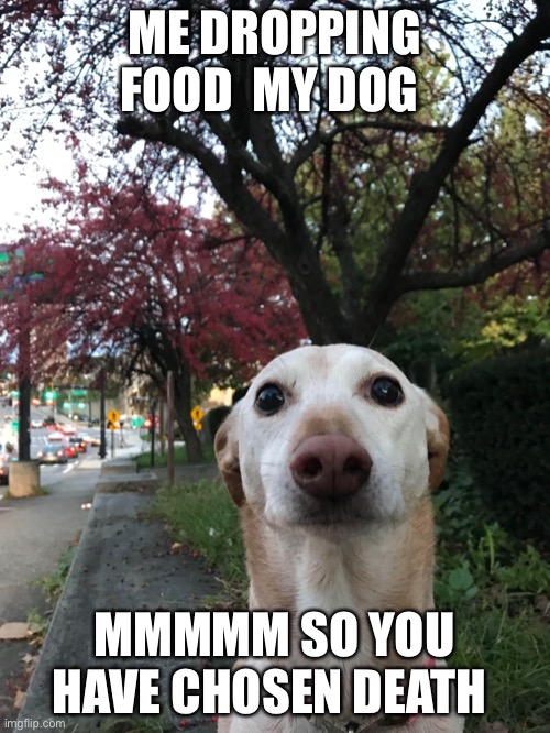 Yum | ME DROPPING FOOD  MY DOG; MMMMM SO YOU HAVE CHOSEN DEATH | image tagged in memes,funny memes | made w/ Imgflip meme maker