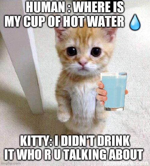 Cute Cat Meme | HUMAN : WHERE IS MY CUP OF HOT WATER 💧; KITTY: I DIDN'T DRINK IT WHO R U TALKING ABOUT | image tagged in memes,cute cat | made w/ Imgflip meme maker