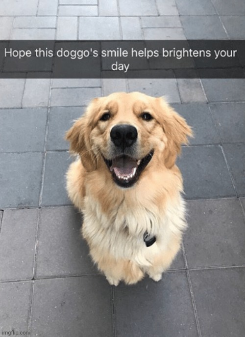 Dog smile :) | image tagged in dog,hope,cute cat,memes,funny | made w/ Imgflip meme maker