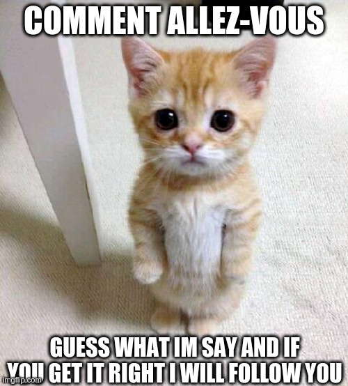 what language is this | COMMENT ALLEZ-VOUS; GUESS WHAT IM SAY AND IF YOU GET IT RIGHT I WILL FOLLOW YOU | image tagged in cute cat,guess,what,language | made w/ Imgflip meme maker