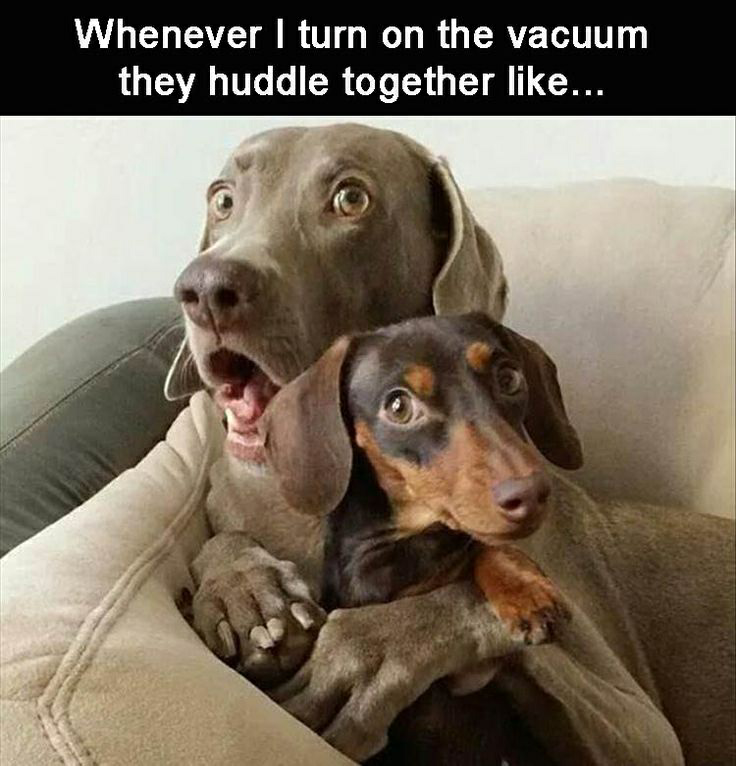 Scared dogs w/caption Blank Meme Template