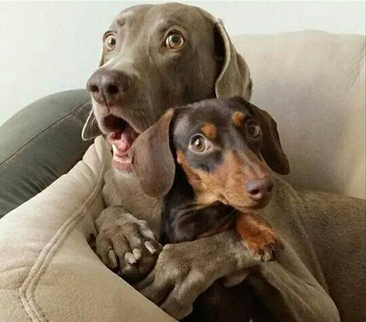 High Quality Scared dogs w/o caption Blank Meme Template