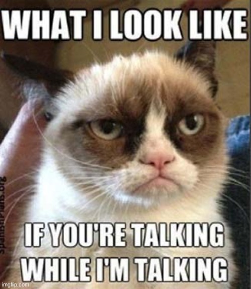 cat | image tagged in fun | made w/ Imgflip meme maker