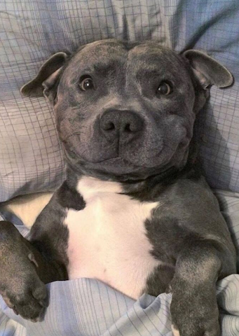 Cute Pitbull Blank Meme Template