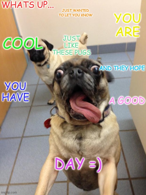 pug love | WHATS UP... JUST WANTED TO LET YOU KNOW; YOU ARE; JUST LIKE THESE PUGS; COOL; AND THEY HOPE; YOU HAVE; A GOOD; DAY =) | image tagged in pug love | made w/ Imgflip meme maker