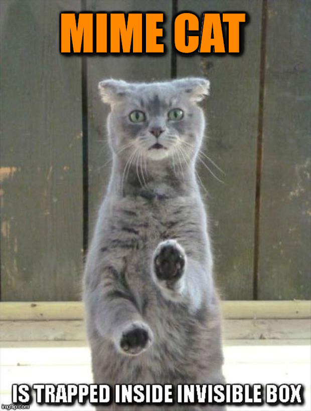 MIME CAT | image tagged in cats | made w/ Imgflip meme maker