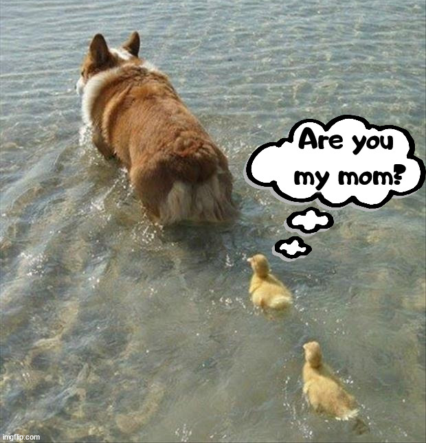 Are you 
my mom? | image tagged in ducks | made w/ Imgflip meme maker