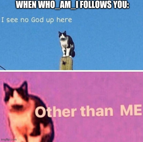 Was gonna say Raydog but apparently he's in the top 3 anymore. | WHEN WHO_AM_I FOLLOWS YOU: | image tagged in hail pole cat | made w/ Imgflip meme maker