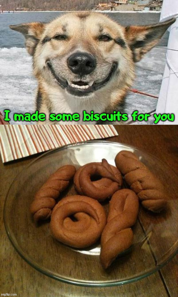 Question is how and where? |  I made some biscuits for you | image tagged in smiling dog,biscuits,totally looks like | made w/ Imgflip meme maker