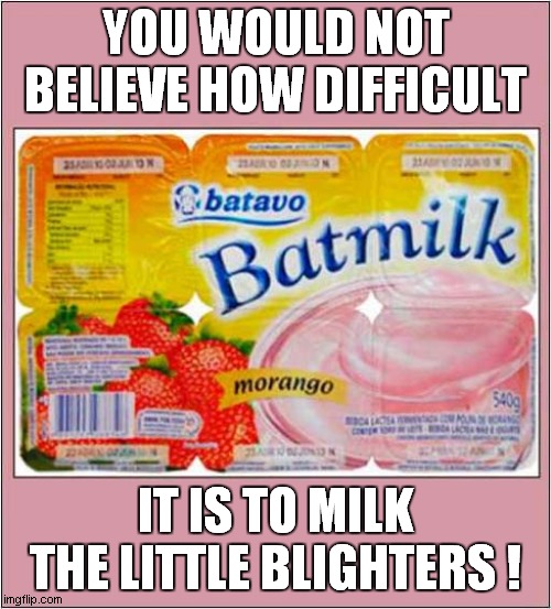 Anyone Fancy Bat Milk ? | YOU WOULD NOT BELIEVE HOW DIFFICULT; IT IS TO MILK THE LITTLE BLIGHTERS ! | image tagged in bats,milk,desire | made w/ Imgflip meme maker