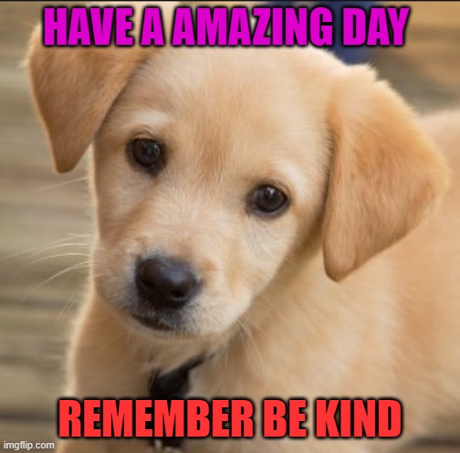 pigz | HAVE A AMAZING DAY; REMEMBER BE KIND | image tagged in funny memes,cute animals | made w/ Imgflip meme maker