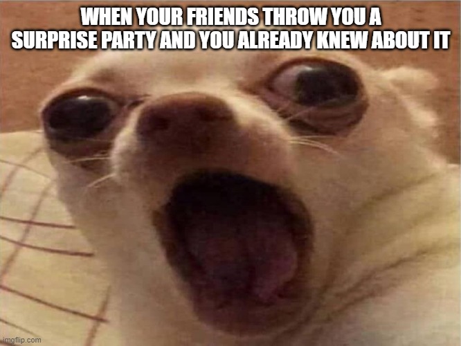 DOGE DOGE DOGE DOGE | WHEN YOUR FRIENDS THROW YOU A SURPRISE PARTY AND YOU ALREADY KNEW ABOUT IT | image tagged in doge doge doge doge | made w/ Imgflip meme maker
