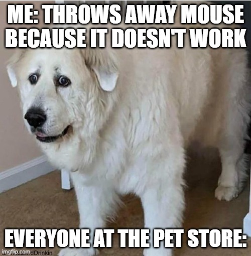 WoOpSiEz |  ME: THROWS AWAY MOUSE BECAUSE IT DOESN'T WORK; EVERYONE AT THE PET STORE: | image tagged in scared dog | made w/ Imgflip meme maker