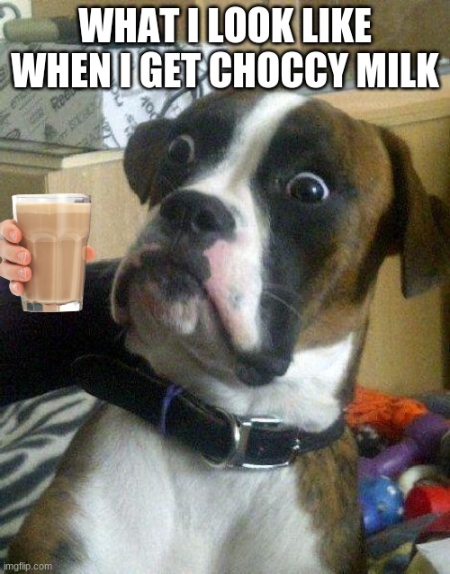 when i get choccy milk | WHAT I LOOK LIKE WHEN I GET CHOCCY MILK | image tagged in surprised dog | made w/ Imgflip meme maker