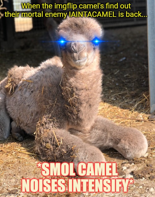 She's finally back! Yes! | When the imgflip camel's find out their mortal enemy IAINTACAMEL is back... *SMOL CAMEL NOISES INTENSIFY* | image tagged in iaintacamel,shes back,camels,cute animals | made w/ Imgflip meme maker