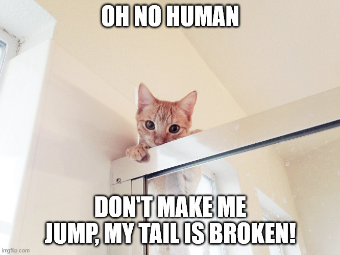 BROKEN TAIL | OH NO HUMAN; DON'T MAKE ME JUMP, MY TAIL IS BROKEN! | image tagged in broken tail | made w/ Imgflip meme maker