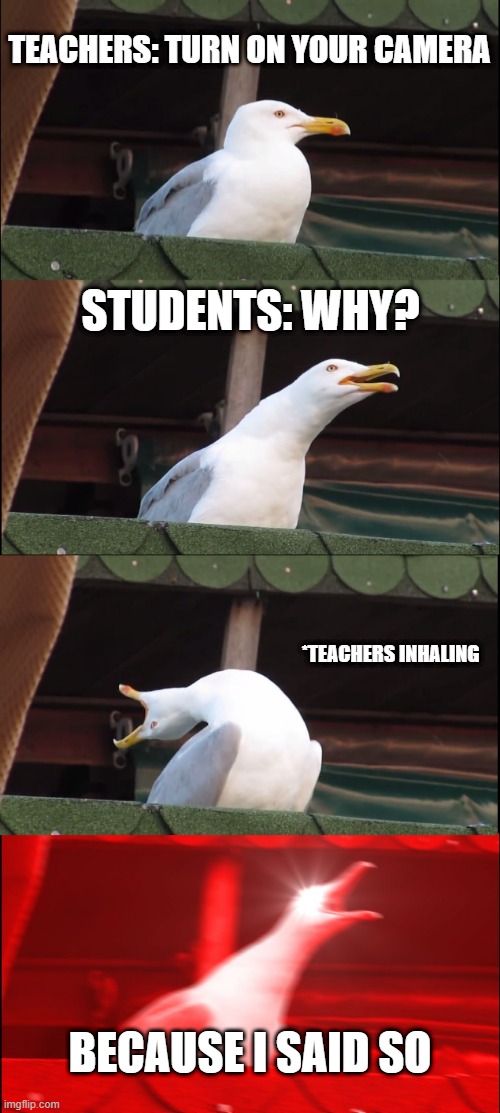 Zoom during pandemic | TEACHERS: TURN ON YOUR CAMERA; STUDENTS: WHY? *TEACHERS INHALING; BECAUSE I SAID SO | image tagged in memes,inhaling seagull | made w/ Imgflip meme maker