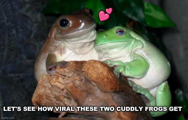 How Can you not Resist these cuties?? | 💕; LET'S SEE HOW VIRAL THESE TWO CUDDLY FROGS GET | image tagged in cute,frogs,blessed,cuddling | made w/ Imgflip meme maker