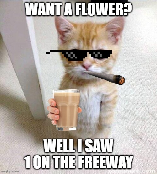 Cute Cat | WANT A FLOWER? WELL I SAW 1 ON THE FREEWAY | image tagged in memes,cute cat | made w/ Imgflip meme maker
