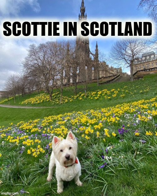 not bad pupper | SCOTTIE IN SCOTLAND | image tagged in scottie in scotland,puppy,scotland,scottish,pupper,dogs | made w/ Imgflip meme maker