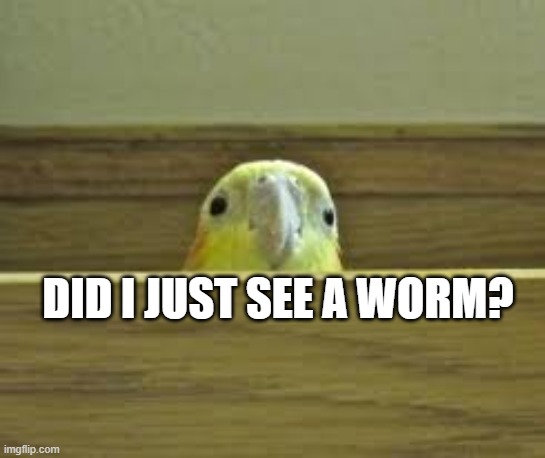 did i just see a worm | DID I JUST SEE A WORM? | image tagged in birb | made w/ Imgflip meme maker