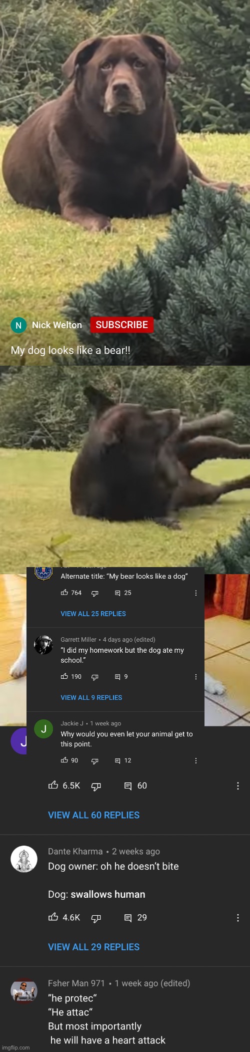 Thicc doggo bear, plz eat my school. | image tagged in thicc doggo,youtube comments,youtube,dog,bear,thicc | made w/ Imgflip meme maker