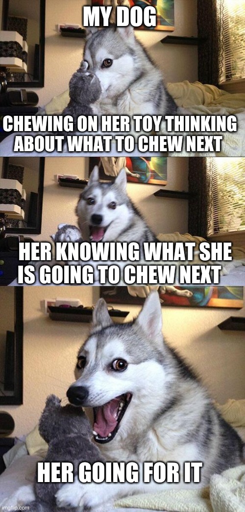 my dog | MY DOG; CHEWING ON HER TOY THINKING ABOUT WHAT TO CHEW NEXT; HER KNOWING WHAT SHE IS GOING TO CHEW NEXT; HER GOING FOR IT | image tagged in memes,bad pun dog | made w/ Imgflip meme maker