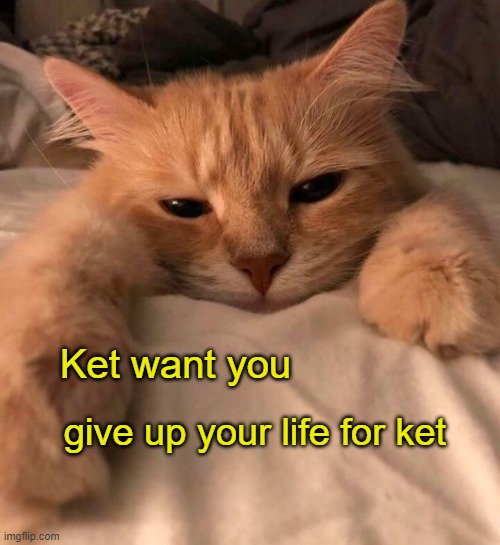 . | Ket want you; give up your life for ket | image tagged in cats | made w/ Imgflip meme maker