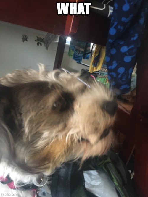 WHAT | made w/ Imgflip meme maker