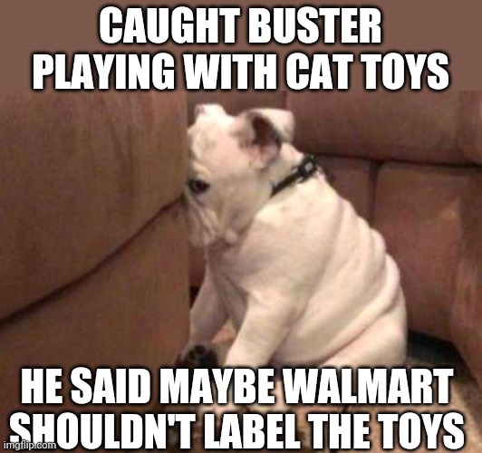 Guilty dog | CAUGHT BUSTER PLAYING WITH CAT TOYS; HE SAID MAYBE WALMART SHOULDN'T LABEL THE TOYS | image tagged in guilty dog | made w/ Imgflip meme maker