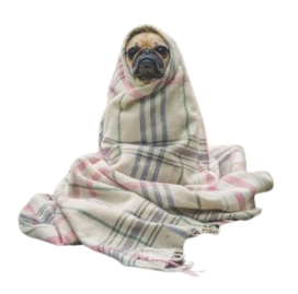 Pug in Blanket Blank Meme Template