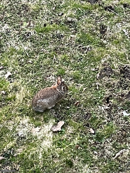 Context: I found this bunny in my yard and took multiple pictures | made w/ Imgflip meme maker