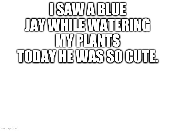 Blank White Template | I SAW A BLUE JAY WHILE WATERING MY PLANTS TODAY HE WAS SO CUTE. | image tagged in blank white template | made w/ Imgflip meme maker
