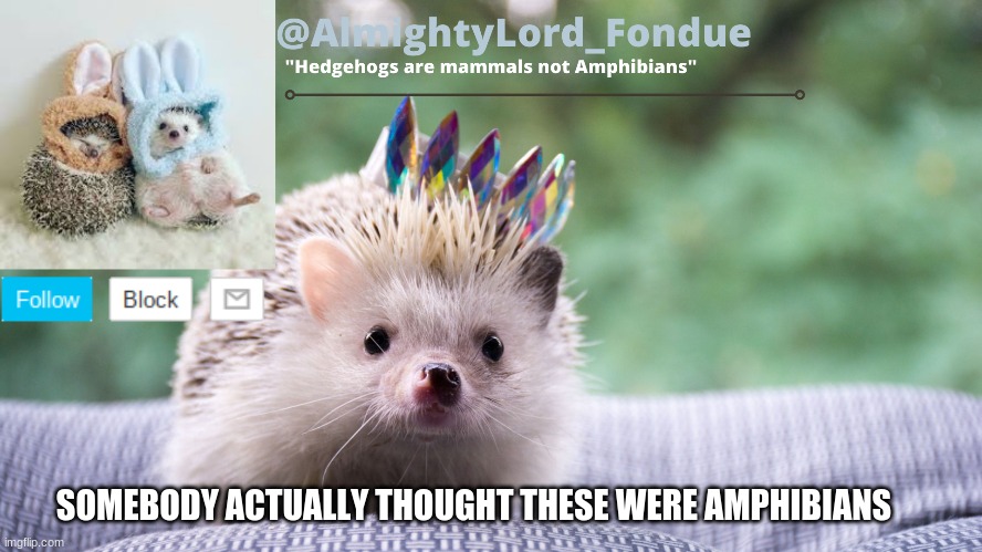 Im done with this temp | SOMEBODY ACTUALLY THOUGHT THESE WERE AMPHIBIANS | image tagged in fondue hedgehog temp,funny | made w/ Imgflip meme maker