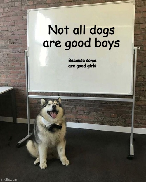 How to be a good boy | Not all dogs are good boys Because some are good girls | image tagged in how to be a good boy | made w/ Imgflip meme maker