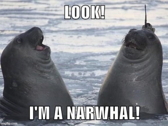 lol seals thinking theyre narwhals | made w/ Imgflip meme maker