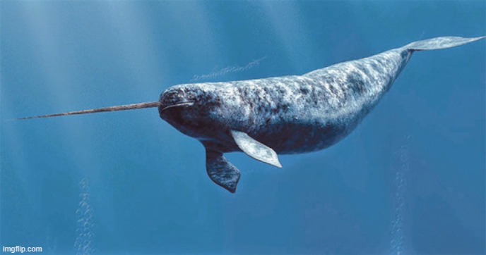this is what real narwhals look like btw | made w/ Imgflip meme maker