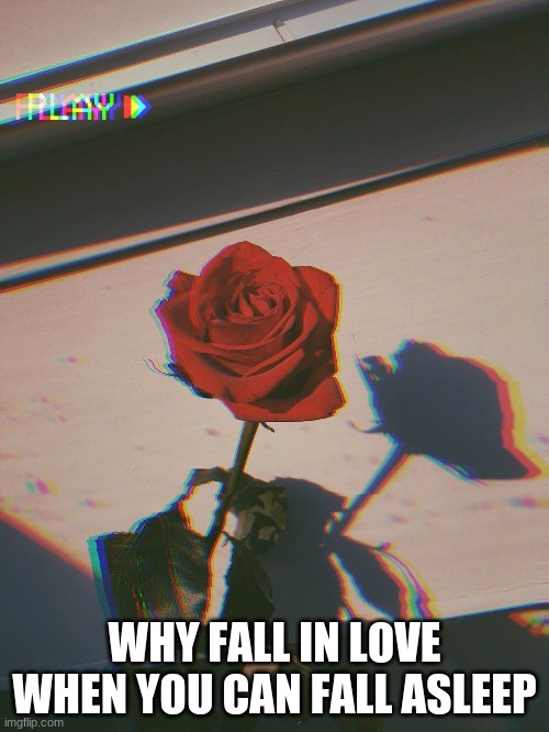 Why? | WHY FALL IN LOVE WHEN YOU CAN FALL ASLEEP | image tagged in rose | made w/ Imgflip meme maker