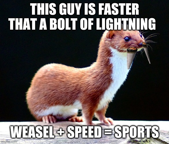 fast weasel | THIS GUY IS FASTER THAT A BOLT OF LIGHTNING; WEASEL + SPEED = SPORTS | image tagged in weasel,cute,dangerous,fast,sports | made w/ Imgflip meme maker