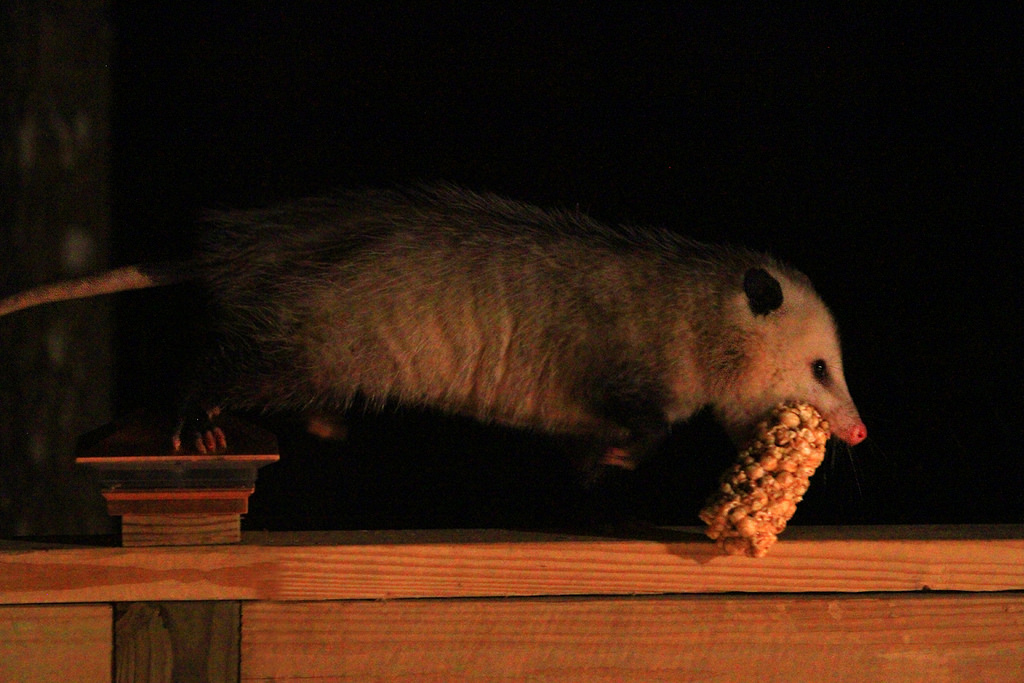 Possum with nut roll Blank Meme Template