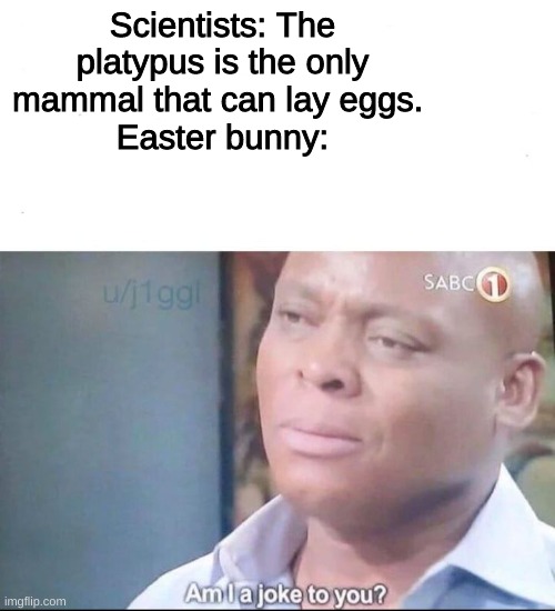 am I a joke to you | Scientists: The platypus is the only mammal that can lay eggs. 
Easter bunny: | image tagged in am i a joke to you | made w/ Imgflip meme maker
