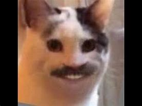 High Quality Hitler Cat Blank Meme Template